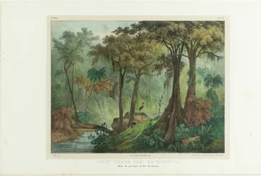 Urskov nær Manqueritipa. Fra «Malerisk rejse i Brasilien», 1835.