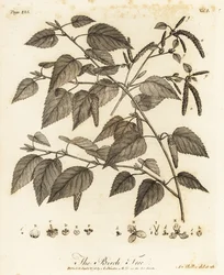 Dunbirk, Betula pubescens