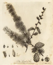 Europæisk lærk, Larix decidua.