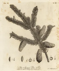 Ædelgran eller europæisk gran, Picea abies