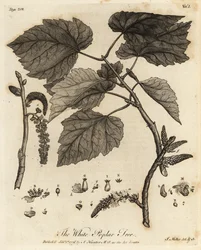 Hvidt poppeltræ, Populus alba.
