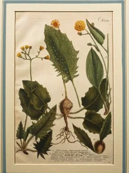 Væghøgeklods (Hieracium murorum), farvet gravering