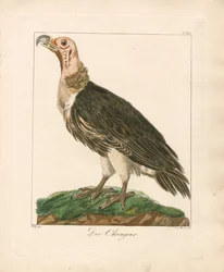 The Lappet-faced Vulture (håndkoloreret kobberstik)