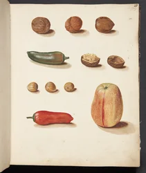 Studie af æble, nødder og peberfrugter