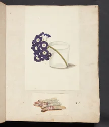 Studie af blomst i glas med vand og hvide asparges