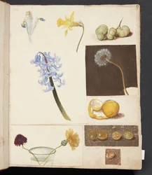 Studie af blomster, frugter og grønne tomater