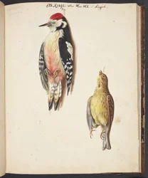 Studie af død flagspætte og gulspurv, ophængt