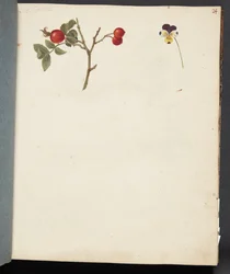 Studie af hyben og stedmoderblomst