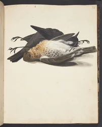 Studie af to døde solsorte, han og hun, liggende