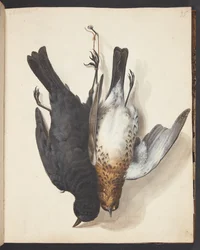 Studie af to døde solsorte, han og hun, ophængt i snor på en på en krog