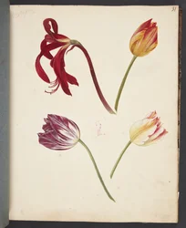Studie af tulipaner