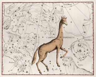 Konstellationen af ​​girafpladen taget fra "" Firmamentum Sobiescanum sive Uranographia"" af Johannes Hevelius eller Hevel (1611-1687)