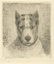 Hundehoved med halsbånd