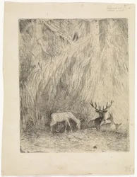 Hjorte i en bøhmisk skov