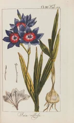 Udvalg af smukke og sjældne planter, 1795-1798.