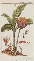 Udvalg af smukke og sjældne planter, 1795-1798.