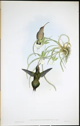 Allied Eremit (Phaethornis Fraterculus) (håndfarvet litho)