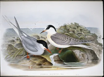 Arktisk tern (Sterna Macrura) (håndfarvet litho)