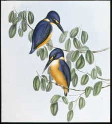 Azure Kingfisher (Alcyone Azurea) (håndfarvet litho)
