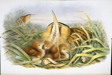 Bittern (Botaurus Stellaris) (håndfarvet litho)