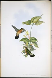 Sorthalet eremitkolibri (Glaucis melanura)