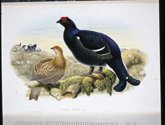 Ryper (Tetrao Tetrix) (håndfarvet litho)