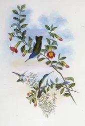 Blåhalset Azure Krone (Cyanomyia Cyanocollis) (håndfarvet litho)