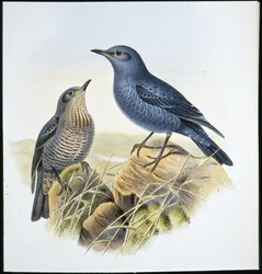 Blå stendrossel (Petrocossyphus Cyanus) (håndfarvet litho)