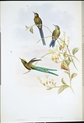 Boliviansk sylf (Cynanthus Bolivianus) (håndfarvet litho)