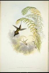 Bourciers Eremit (Phaethornis Bourcieri) (håndfarvet litho)