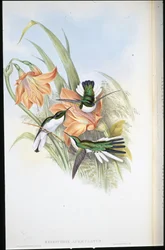 Brasiliansk fe (Heliothrix Auriculatus) (håndfarvet litho)