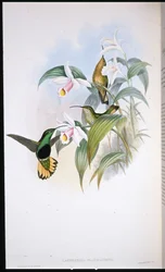 Gulbrunhalet fløjlsbryst (Lafresnaya flavicaudata)