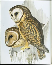 Kastanjebeklædt ugle (Strix Castanops) (håndfarvet litho)