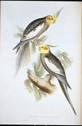 Nymfeparakit (Nymphicus novaehollandiae)