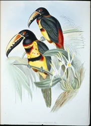 Collared AracariI (Pteroglossus Torquatus) (håndfarvet litho)