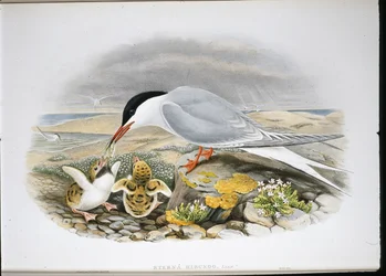 Almindelig tern (Stera Hirundo) (håndfarvet litho)