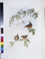 Græssmutte (Troglodytes Europeus) (håndfarvet litho)
