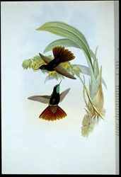Kobberhale (Metallura Cupreicauda)