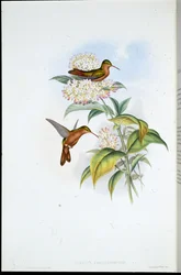 Koralnæbbet Amazili (Amazilia Corallirostris) (håndfarvet litho)