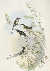 Coras saksehalekolibri