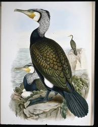Skarv (Phalacrocorax Carbo) (håndfarvet litho)