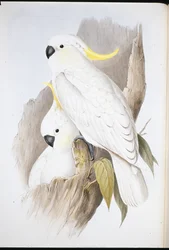 Gulkindet kakadue (Cacatua galerita)