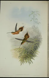 De Fillipis Eremit (Phaethornis Philippi) (håndfarvet litho)
