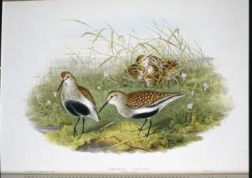 Dunlin (Pelidna Cinclus) (håndfarvet litho)