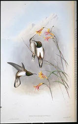 Estellas bakkestjernekolibri (Oreotrochilus Estella) (håndfarvet litho)