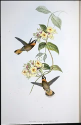 Fawnfarvet barthalskolibri (Threnetes cervinicauda)