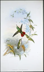 Klyde med ildhale (Avocettula Recurvirostris)