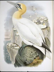 Ganet (Sula Bassana) (håndfarvet litho)