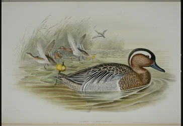 Garganey (Querquedula Circia) (håndfarvet litho)