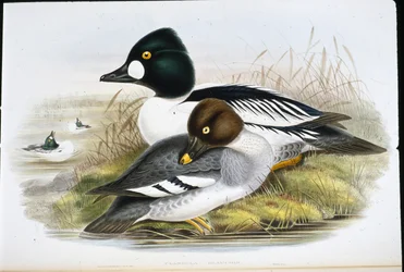 Golden Eye (Clangula Glaucion) (håndfarvet litho)